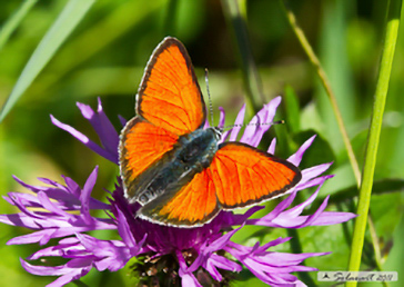 Lycaena virgaureae