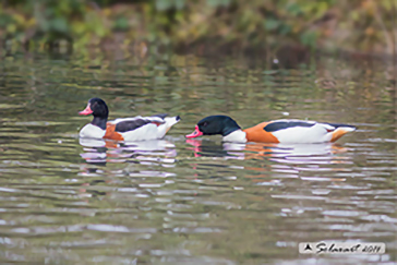 Common shelduck, Volpoca