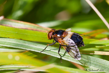 Volucella pellucens