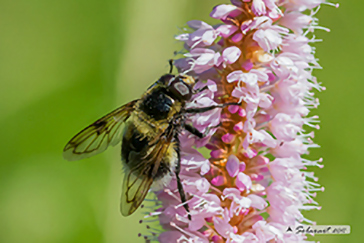 Volucella bombylans