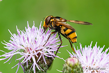 Volucella inanis