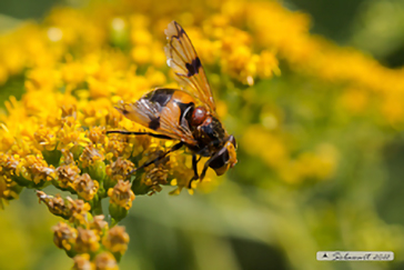 Volucella inflata