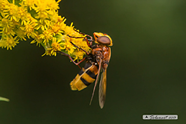 Volucella zonaria