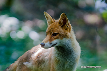 Vulpes vulpes