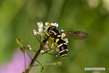 Xanthogramma pedissequum (femmina)