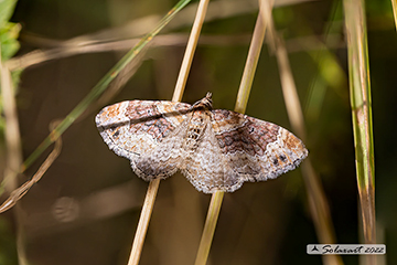 Xanthorhoe spadicearia
