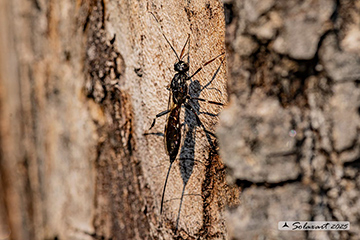 Xorides sepulchralis; Ichneumonidae