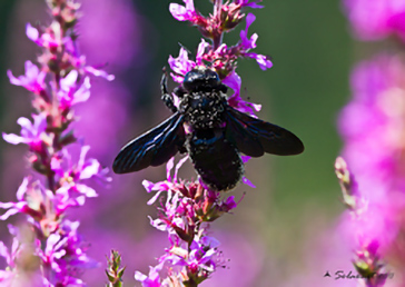 Xilocopa violacea