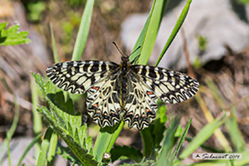 Anartia jatrophale