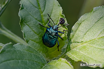 Zicrona caerulea