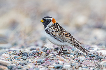 Lapland Longspur, Zigolo di Lapponia (Calcarius lapponicus)