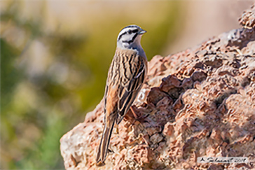 Emberiza cia - Zigolo muciatto - Rock bunting