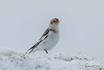 Snow bunting, Zigolo delle nevi (Plectrophenax nivalis)