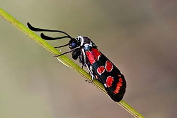 Zygaena carniolica