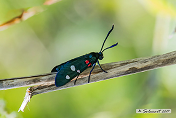 Zygaena ephialtes