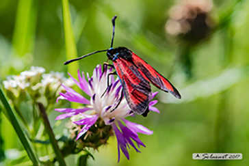 Zygaena_erythrus