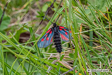 Zygaena exulans