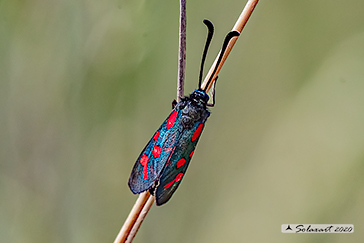 Zygaena oxytropis
