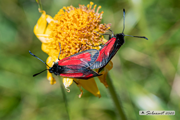 Zygaena purpuralis