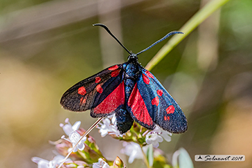 Zygaena transalpina