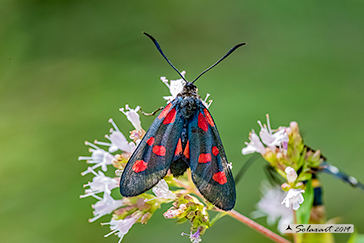 Zygaena trifolii