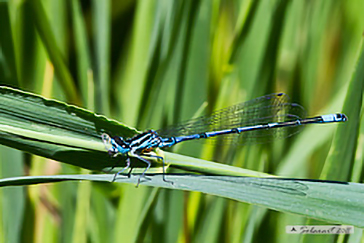 Coenagrion puella