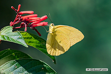 kricogonia lyside - Pieridae