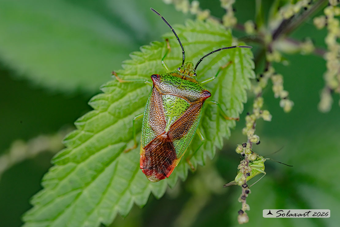 Acanthosoma haemorrhoidale