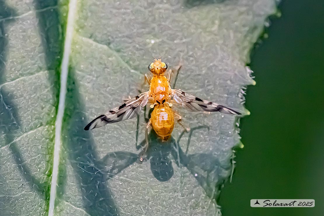 Acidia cognata