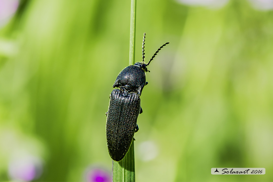 Actenicerus siaelandicus