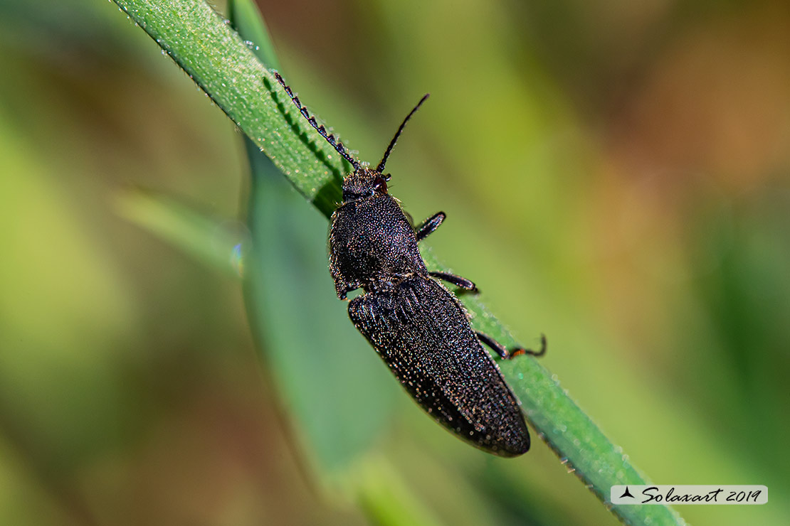 Actenicerus siaelandicus
