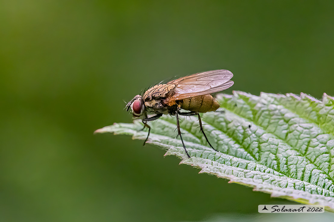 Adia cinerella - bee fly