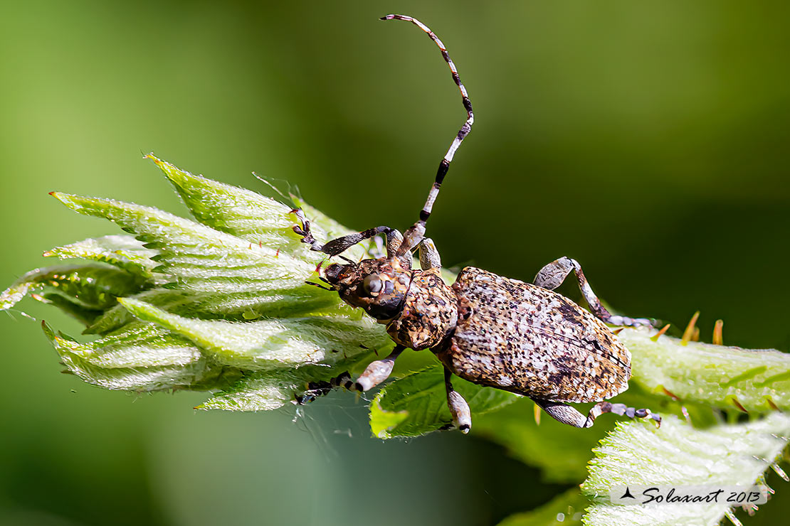 Cerambycidae;  Aegomorphus clavipes