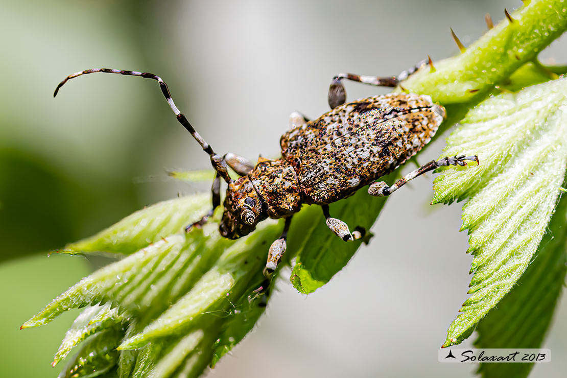 Cerambycidae;  Aegomorphus clavipes