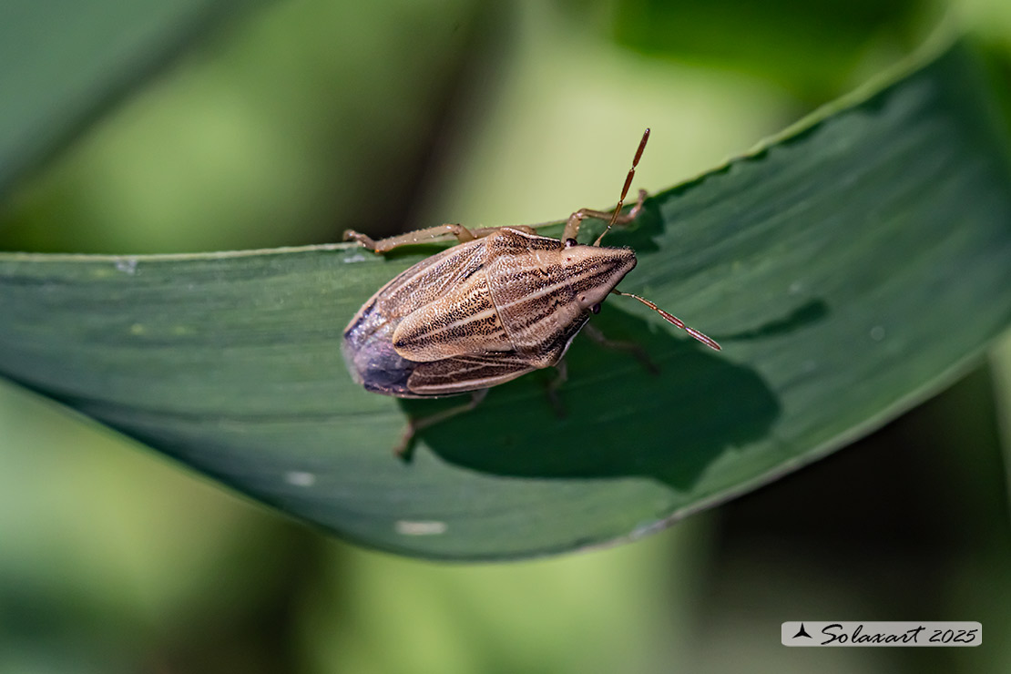 Aelia acuminata 
