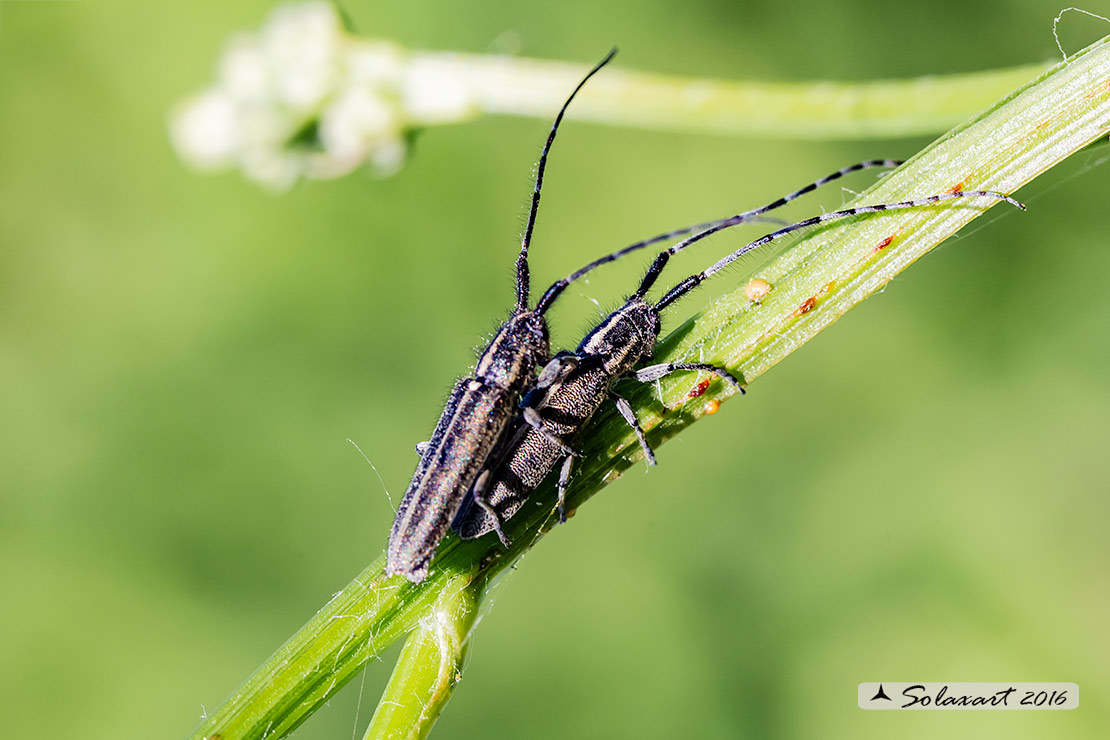 Cerambycidae;  Agapanthia cardui