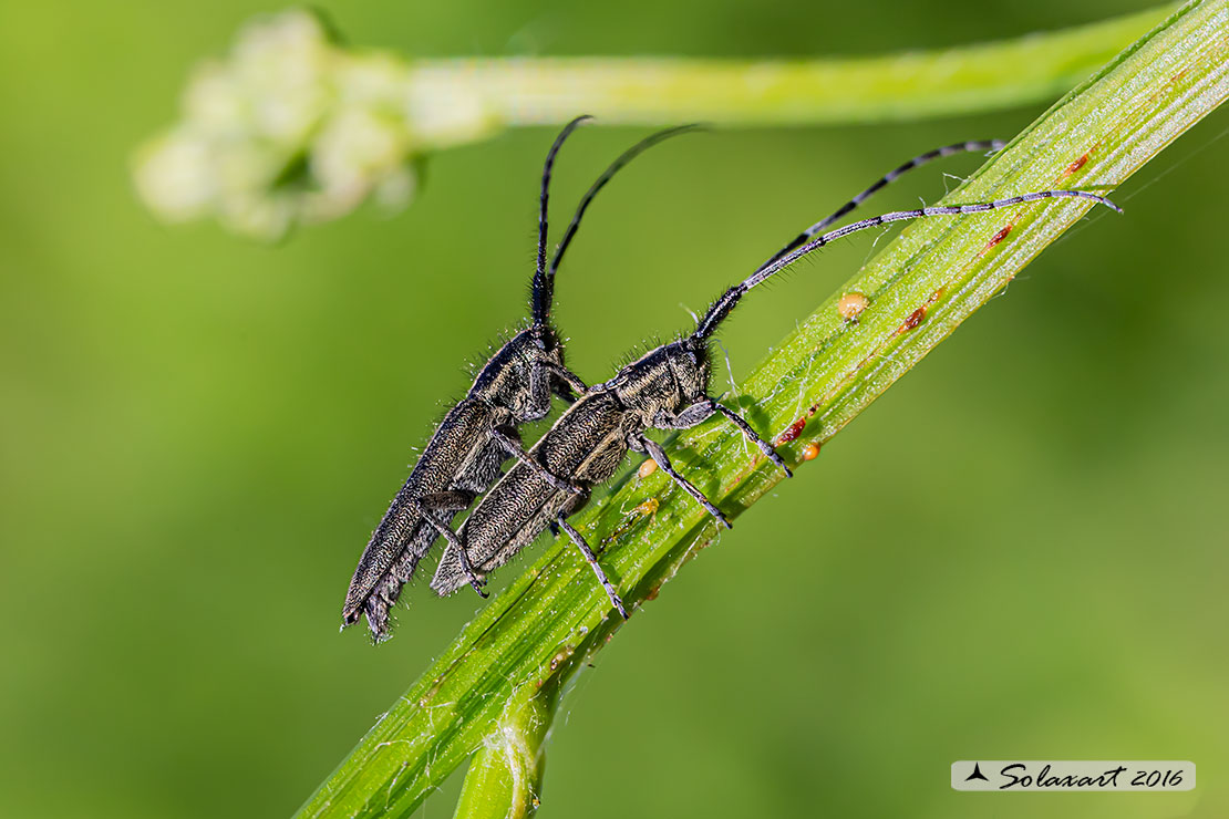 Cerambycidae;  Agapanthia cardui