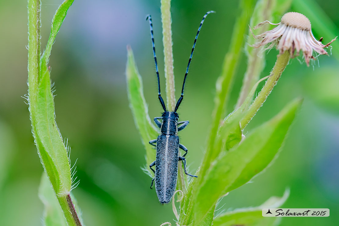 Cerambycidae;  Agapanthia cardui