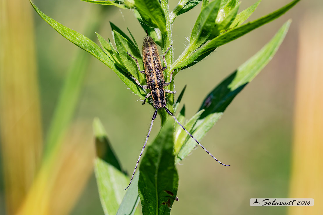 Cerambycidae;  Agapanthia cardui