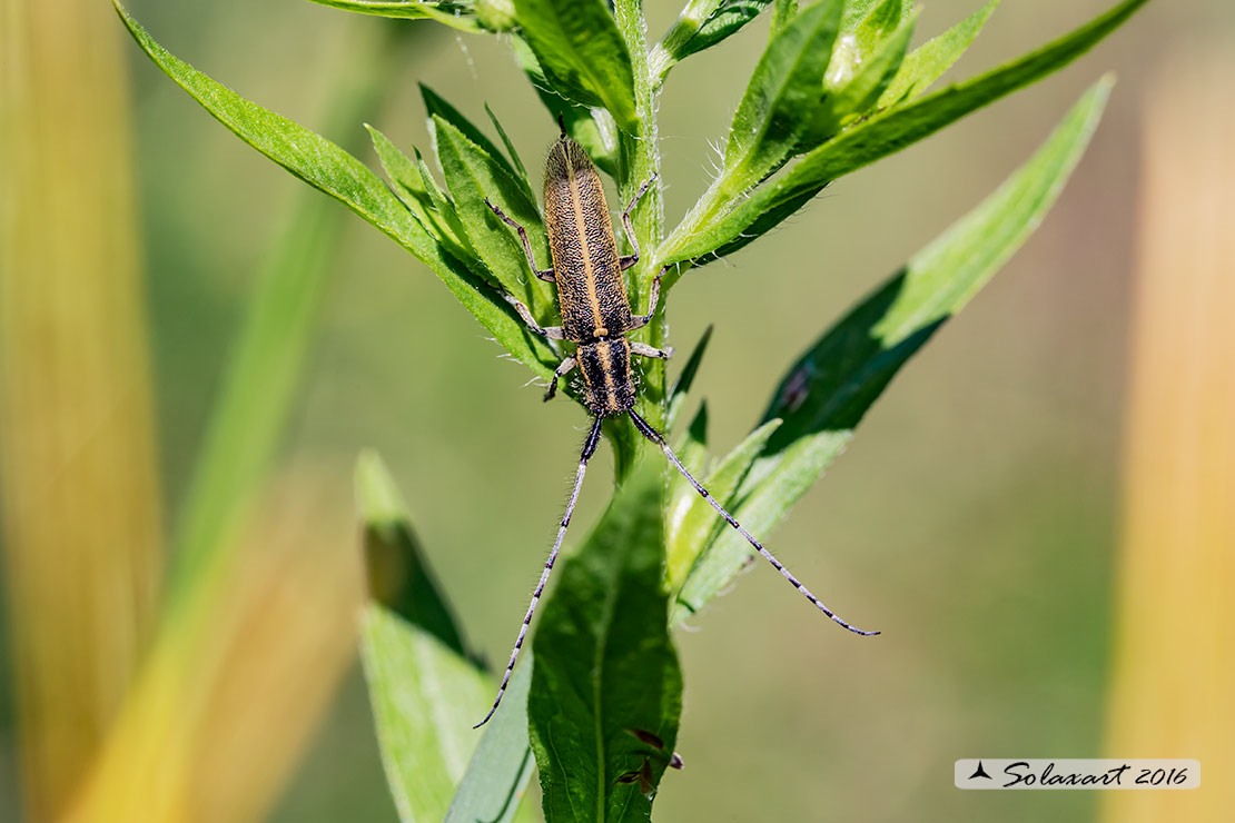Cerambycidae; Agapanthia cardui