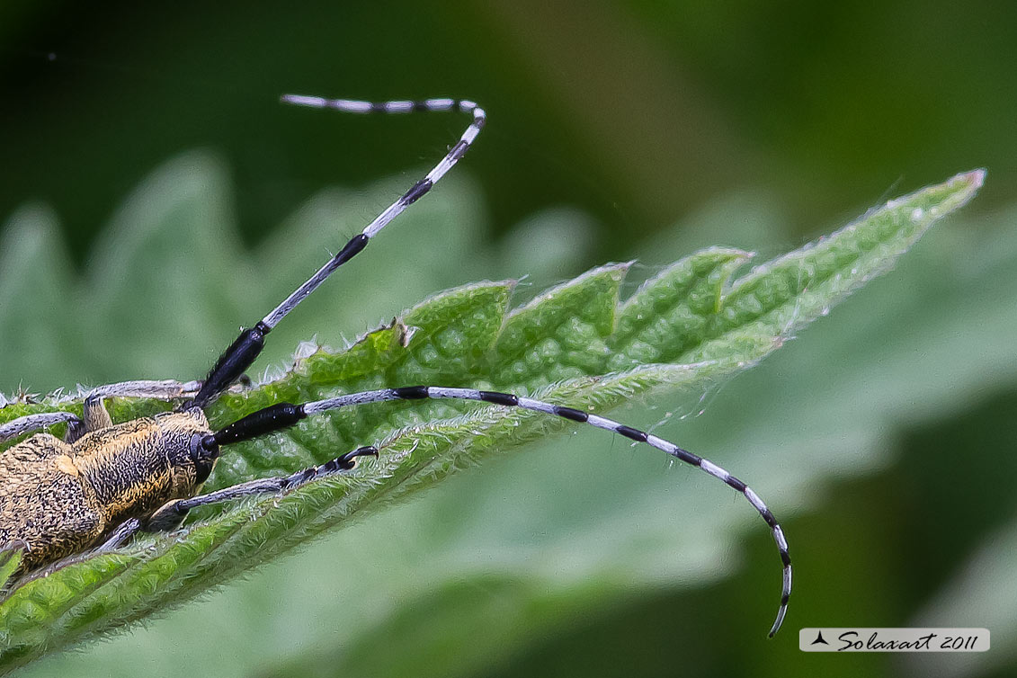 Agapanthia villosoviridescens