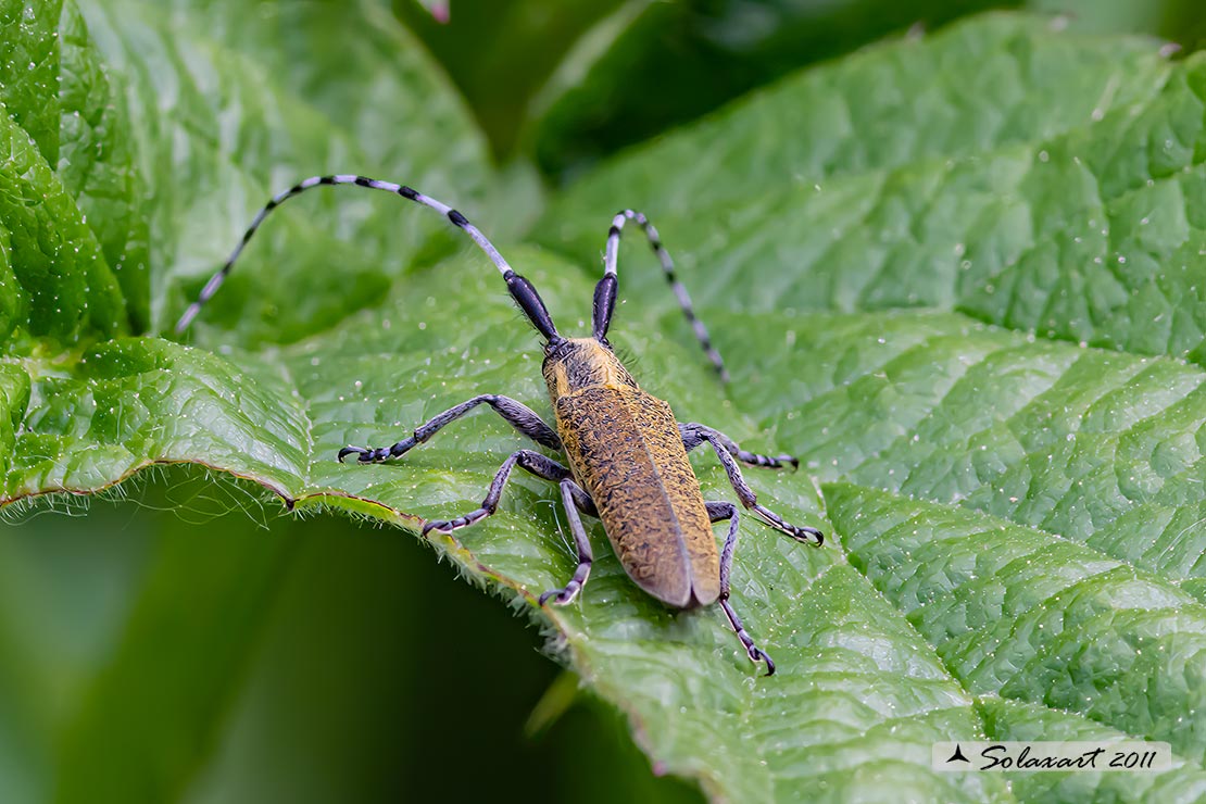Agapanthia villosoviridescens
