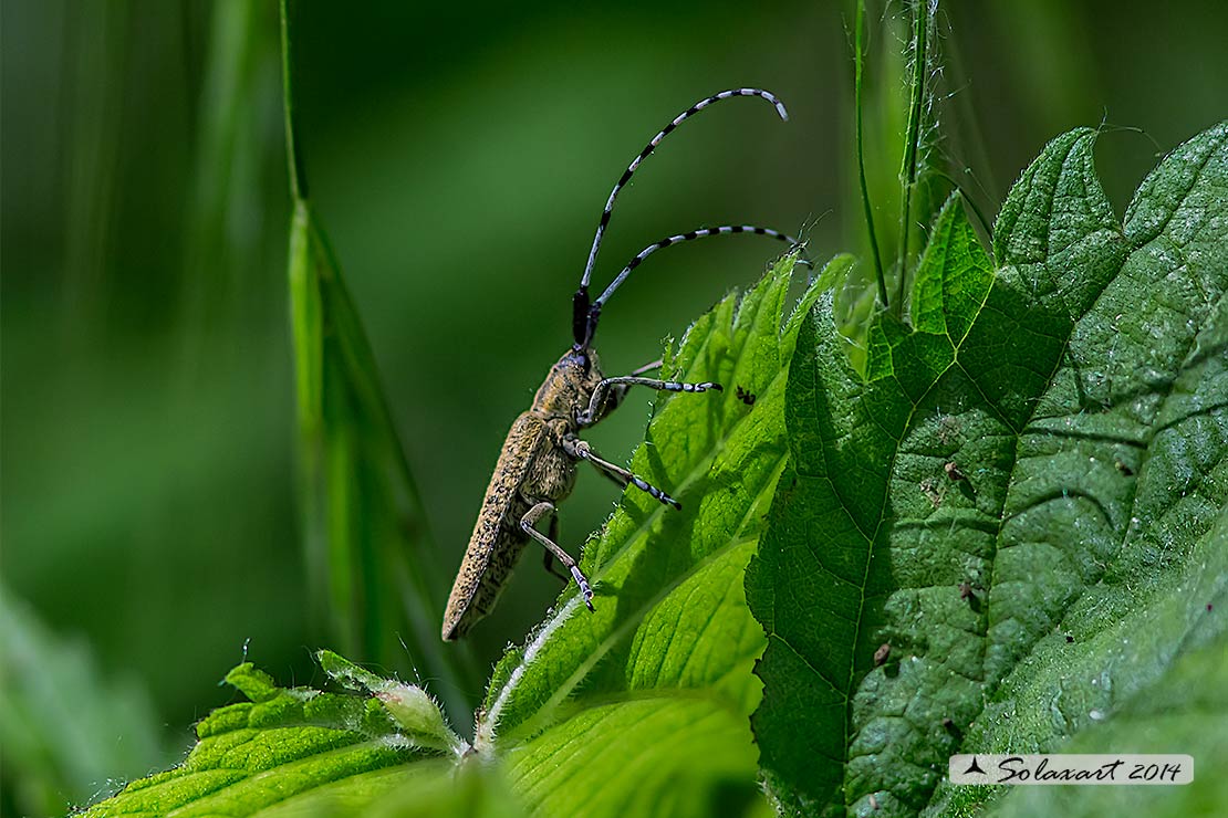 Cerambycidae Agapanthia villosoviridescens