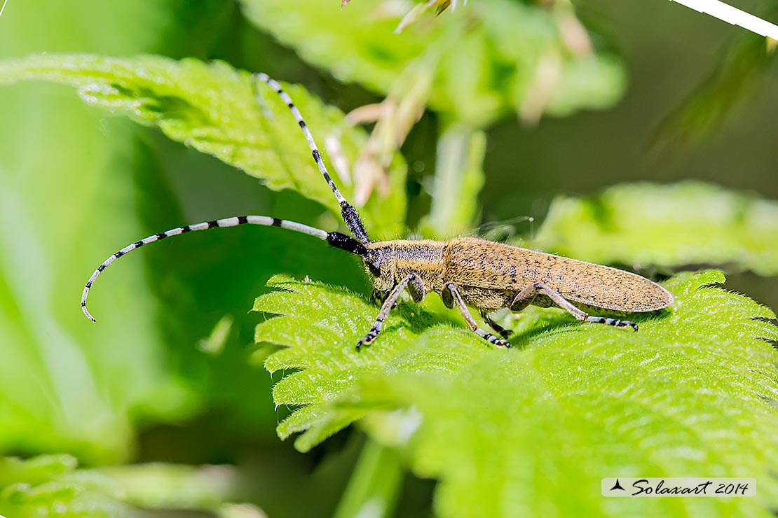 Cerambycidae Agapanthia villosoviridescens