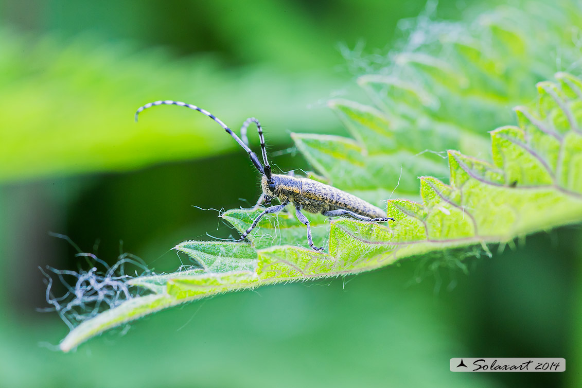 Agapanthia villosoviridescens; Potosia ramata; Golden-bloomed Grey Longhorn