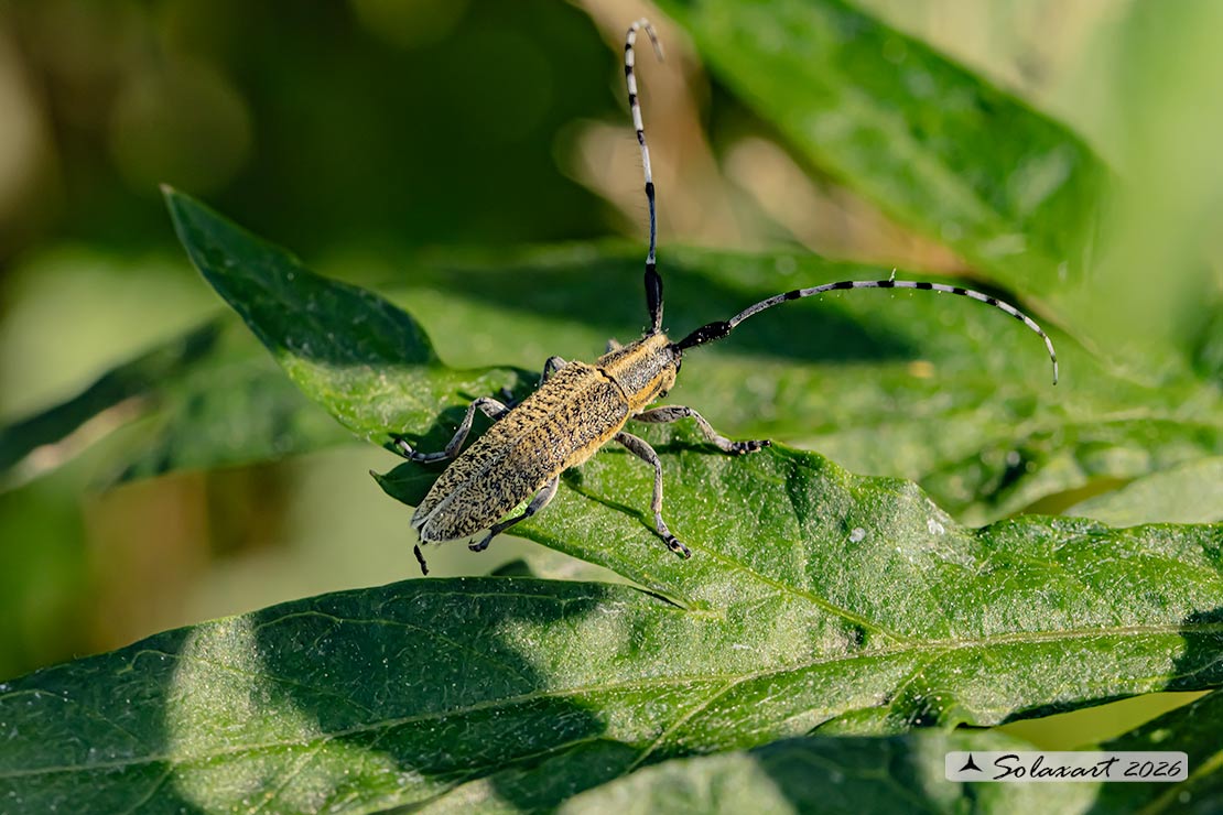 Agapanthia villosoviridescens