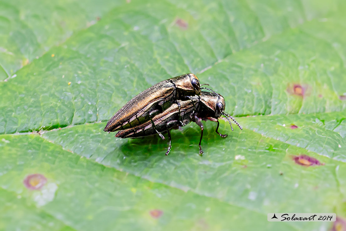 Agrilus_sp