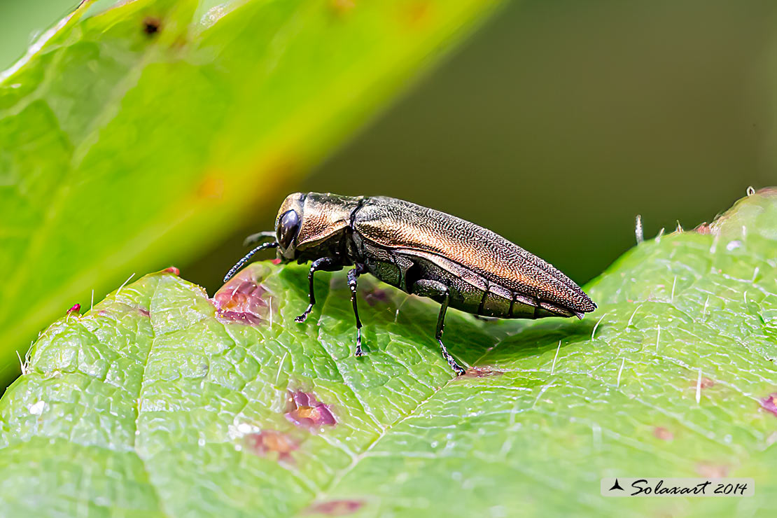 Agrilus_sp