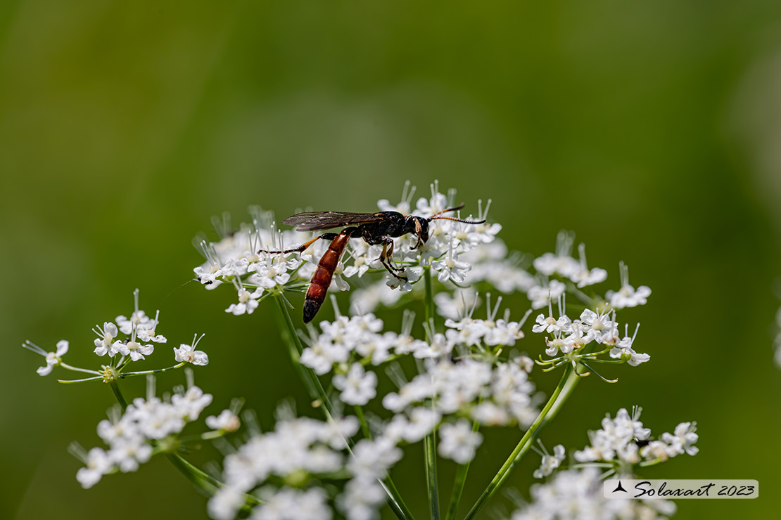 Alomya debellator