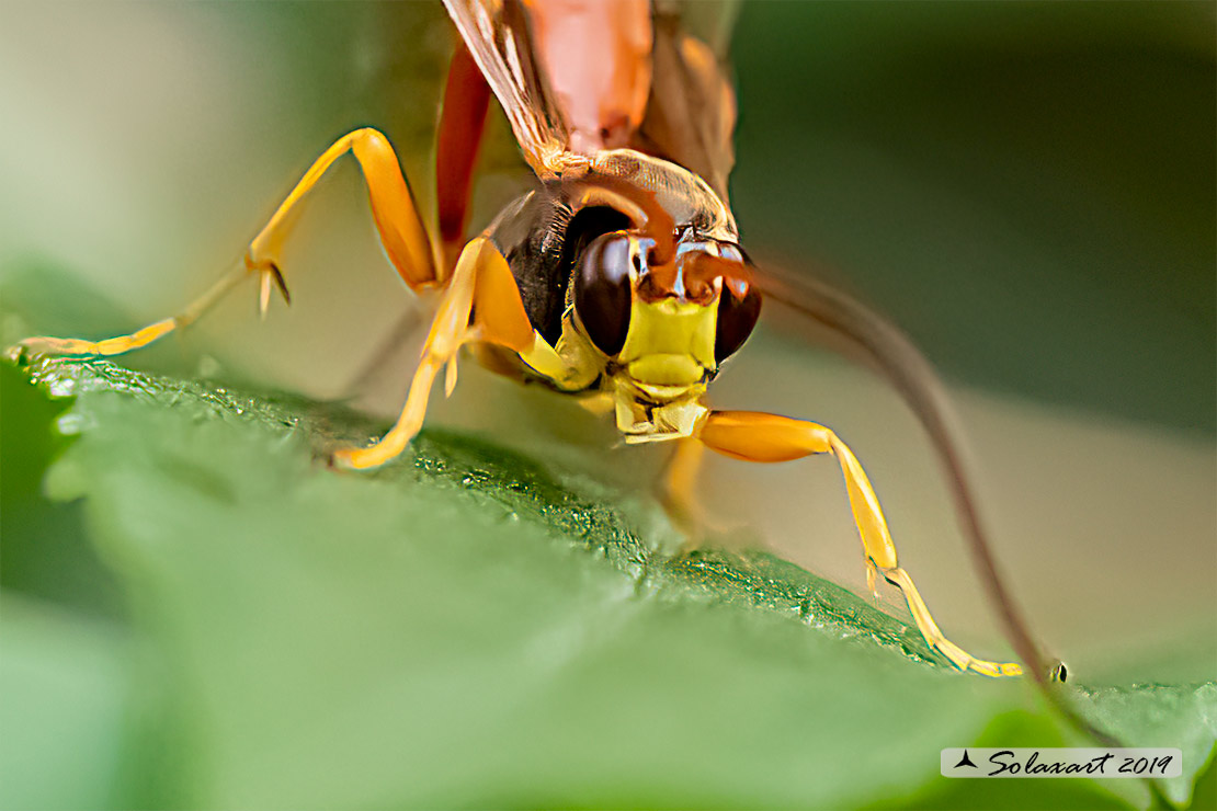 Amblyjoppa fuscipennis
